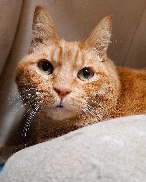 Bonjour, moi c'est Fripouille !,  Mixed Breed for adoption at SPA Marseille Provence, Marseille