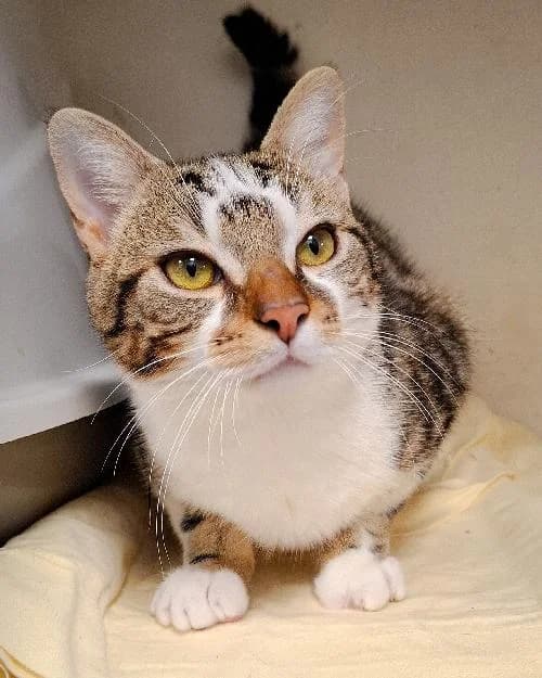 Bonjour, moi c'est Gribouille !,  Mixed Breed for adoption at SPA Marseille Provence, Marseille