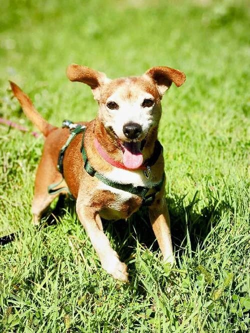 Bonjour, moi c'est Iro !,  Mixed Breed for adoption at SPA Marseille Provence, Marseille