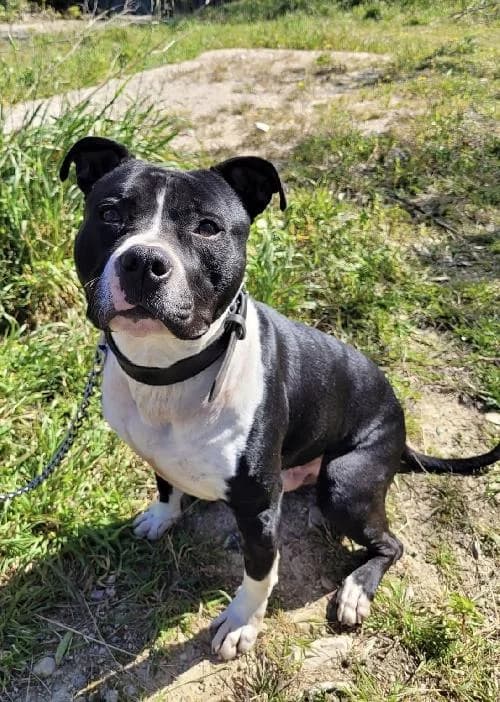 Bonjour, moi c'est Iron !,  Mixed Breed for adoption at SPA Marseille Provence, Marseille