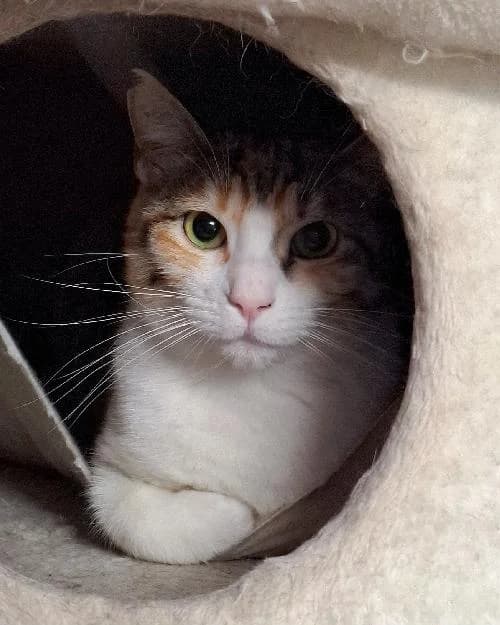 Bonjour, moi c'est Izabela !,  Mixed Breed for adoption at SPA Marseille Provence, Marseille