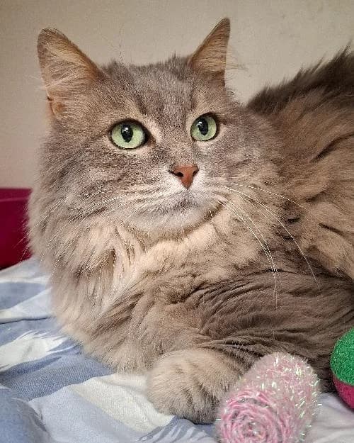 Bonjour, moi c'est Jordi !,  Mixed Breed for adoption at SPA Marseille Provence, Marseille