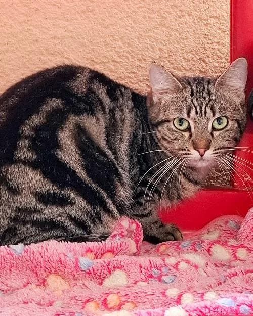 Bonjour, moi c'est Juju !,  Mixed Breed for adoption at SPA Marseille Provence, Marseille