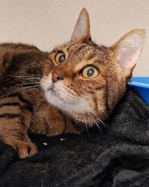 Bonjour, moi c'est Julie !,  Mixed Breed for adoption at SPA Marseille Provence, Marseille