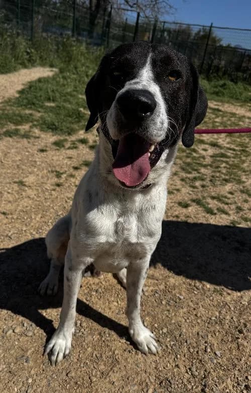 Bonjour, moi c'est Junior !,  young Mixed Breed for adoption at SPA Marseille Provence, Marseille