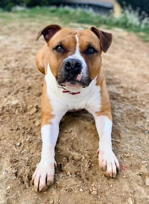 Bonjour, moi c'est Kaila,  3yo Pit Bull Terrier for adoption at SPA Marseille Provence, Marseille
