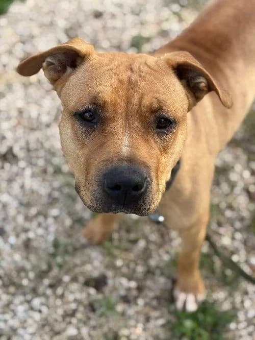 Bonjour, moi c'est Lilo, young Pit Bull Terrier for adoption at SPA Marseille Provence, Marseille