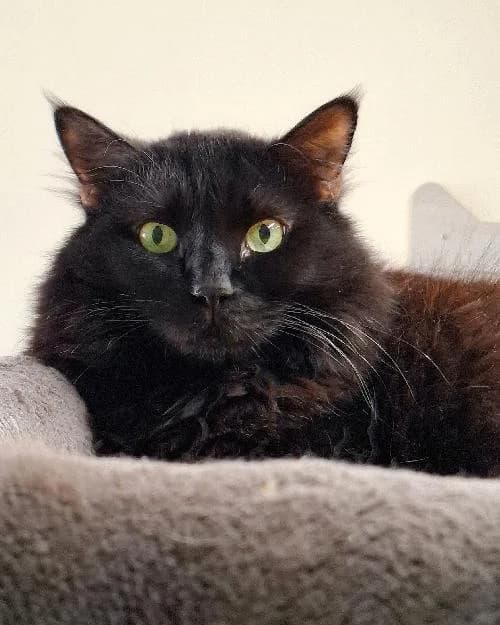 Bonjour, moi c'est Ludovic, senior Mixed Breed for adoption at SPA Marseille Provence, Marseille