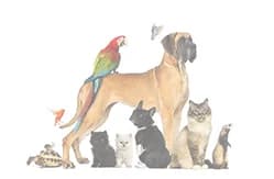 Bonjour, moi c'est Luna !,  Mixed Breed for adoption at SPA Marseille Provence, Marseille