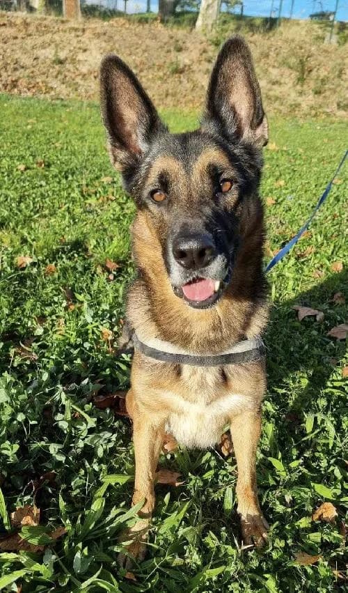 Bonjour, moi c'est Macho,  5yo German Shepherd for adoption at SPA Marseille Provence, Marseille