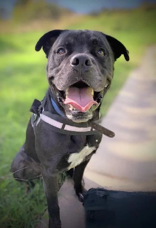 Bonjour, moi c'est Malcolm !,  Mixed Breed for adoption at SPA Marseille Provence, Marseille