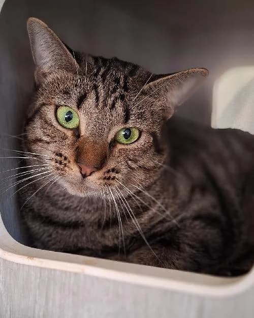 Bonjour, moi c'est Manga !,  Mixed Breed for adoption at SPA Marseille Provence, Marseille