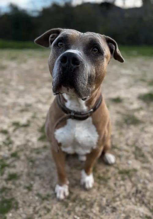 Bonjour, moi c'est Marley !,  Mixed Breed for adoption at SPA Marseille Provence, Marseille