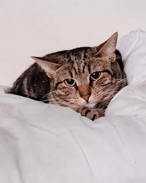 Bonjour, moi c'est May !,  Mixed Breed for adoption at SPA Marseille Provence, Marseille