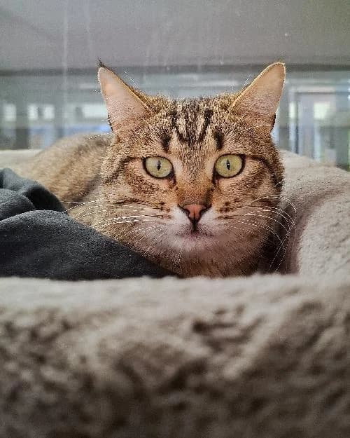 Bonjour, moi c'est Michat !,  Mixed Breed for adoption at SPA Marseille Provence, Marseille