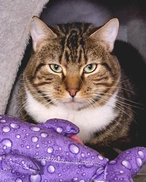 Bonjour, moi c'est Minou,  4yo Mixed Breed for adoption at SPA Marseille Provence, Marseille
