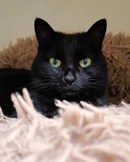 Bonjour, moi c'est Nanouchka !,  Mixed Breed for adoption at SPA Marseille Provence, Marseille