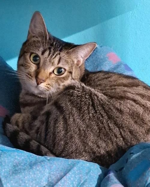 Bonjour, moi c'est Nova !,  Mixed Breed for adoption at SPA Marseille Provence, Marseille