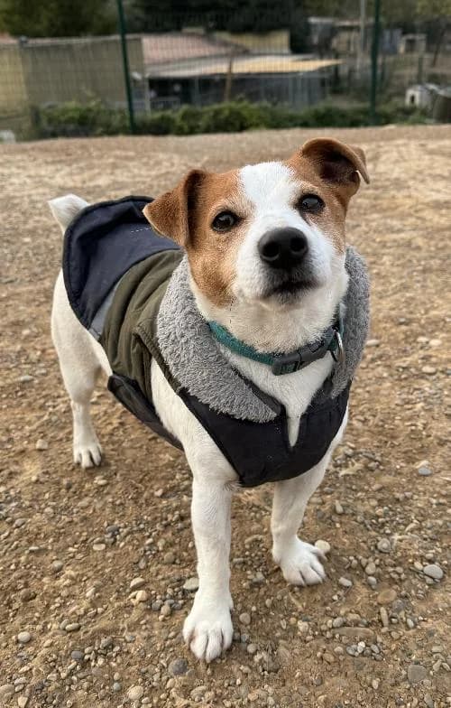 Bonjour, moi c'est Odzo !,  senior Jack Russell Terrier for adoption at SPA Marseille Provence, Marseille