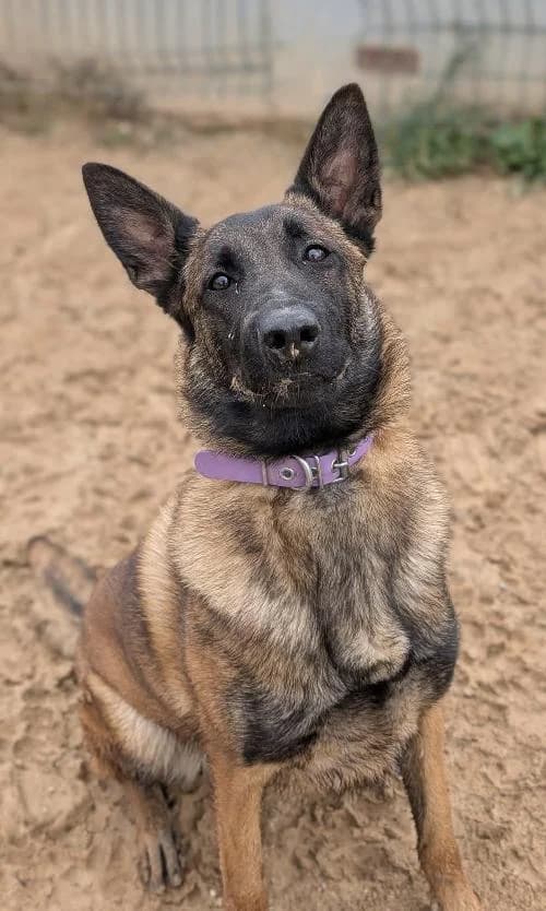Bonjour, moi c'est Ophélia,  young Mixed Breed for adoption at SPA Marseille Provence, Marseille