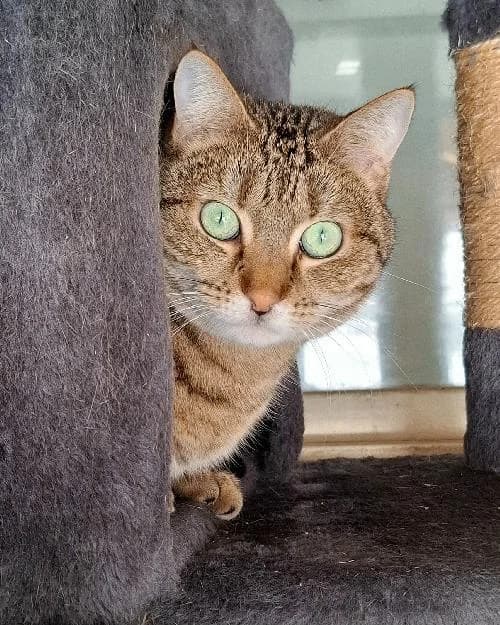 Bonjour, moi c'est Peach !,  Mixed Breed for adoption at SPA Marseille Provence, Marseille