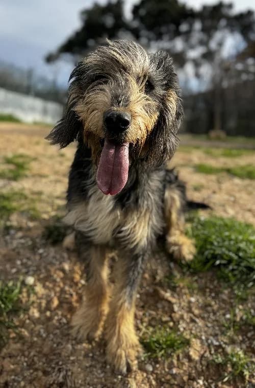 Bonjour, moi c'est Pepper, young Mixed Breed for adoption at SPA Marseille Provence, Marseille