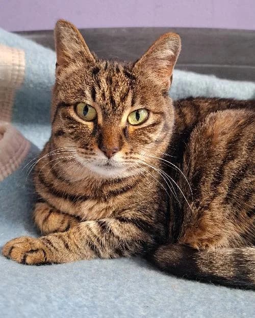 Bonjour, moi c'est Pita !,  Mixed Breed for adoption at SPA Marseille Provence, Marseille