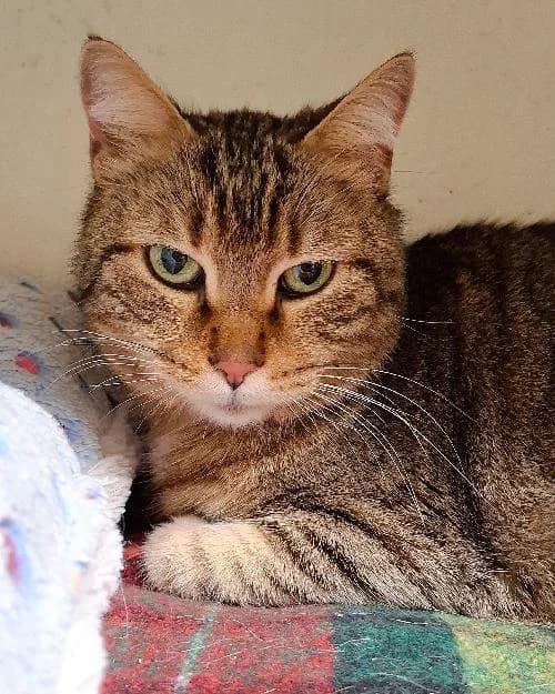 Bonjour, moi c'est Plume !,  Mixed Breed for adoption at SPA Marseille Provence, Marseille