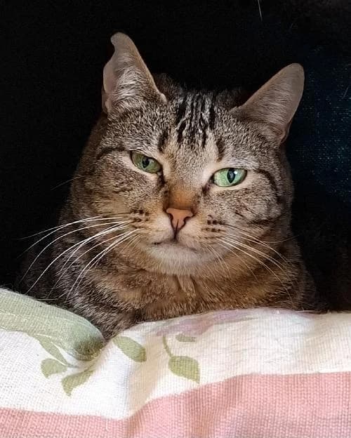 Bonjour, moi c'est Princesse !,  Mixed Breed for adoption at SPA Marseille Provence, Marseille