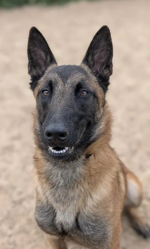 Bonjour, moi c'est Rocky, young Mixed Breed for adoption at SPA Marseille Provence, Marseille