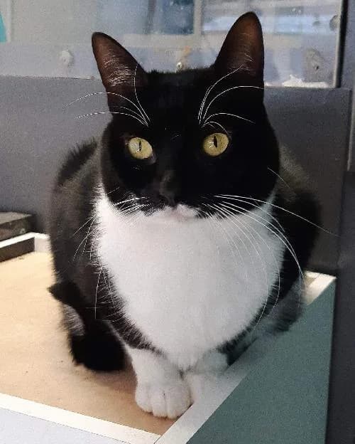 Bonjour, moi c'est Rosie !,  Mixed Breed for adoption at SPA Marseille Provence, Marseille