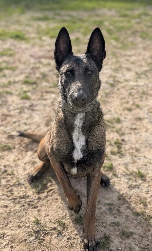 Bonjour, moi c'est Shadow, 4yo Mixed Breed for adoption at SPA Marseille Provence, Marseille