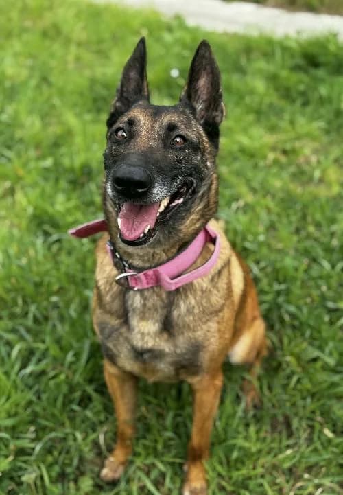 Bonjour, moi c'est Sia,  5yo Mixed Breed for adoption at SPA Marseille Provence, Marseille