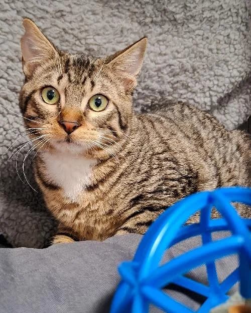 Bonjour, moi c'est Simba junior, young Mixed Breed for adoption at SPA Marseille Provence, Marseille