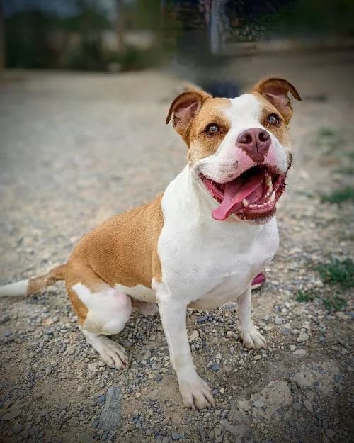 Bonjour, moi c'est Sky,  4yo Mixed Breed for adoption at SPA Marseille Provence, Marseille