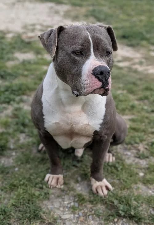 Bonjour, moi c'est Tango !,  Mixed Breed for adoption at SPA Marseille Provence, Marseille