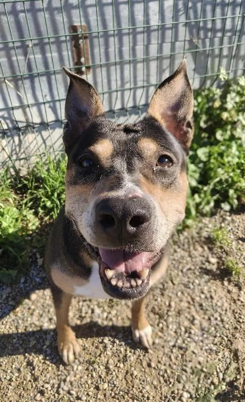Bonjour, moi c'est Tekilah !,  Mixed Breed for adoption at SPA Marseille Provence, Marseille