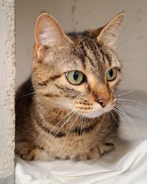 Bonjour, moi c'est Thalie !,  Mixed Breed for adoption at SPA Marseille Provence, Marseille