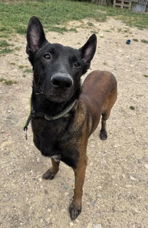 Bonjour, moi c'est Toto !,  Mixed Breed for adoption at SPA Marseille Provence, Marseille
