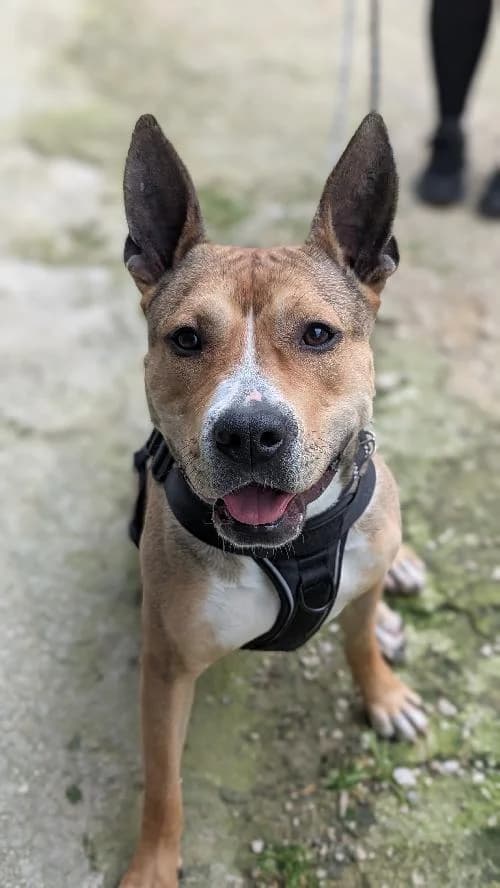 Bonjour, moi c'est Valence !,  young Pit Bull Terrier for adoption at SPA Marseille Provence, Marseille