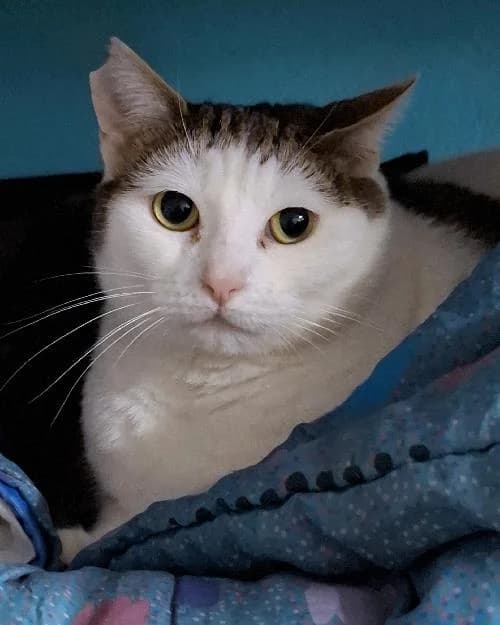 Bonjour, moi c'est Vanille !,  Mixed Breed for adoption at SPA Marseille Provence, Marseille