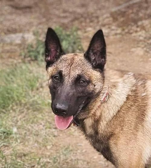 Bonjour, moi c'est Zanty !,  Mixed Breed for adoption at SPA Marseille Provence, Marseille