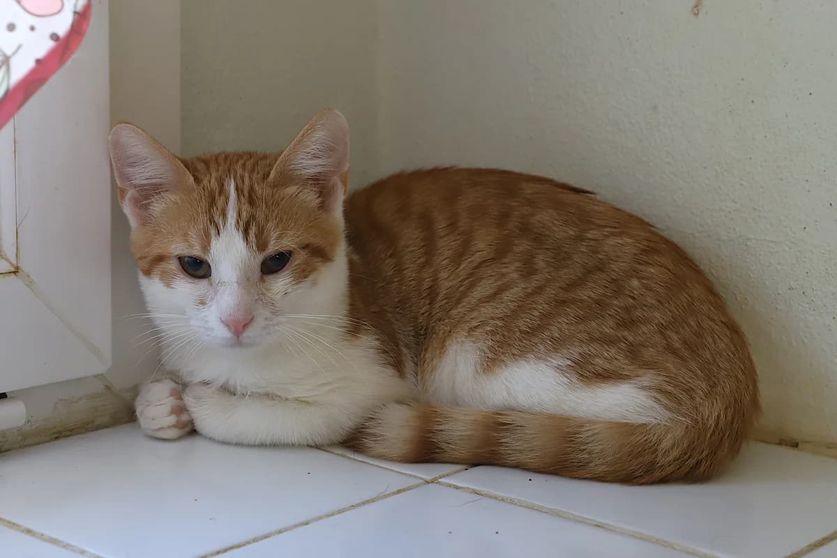 Abricot, male European Shorthair for adoption at SPA les amis des bêtes — Refuge de Jouvence