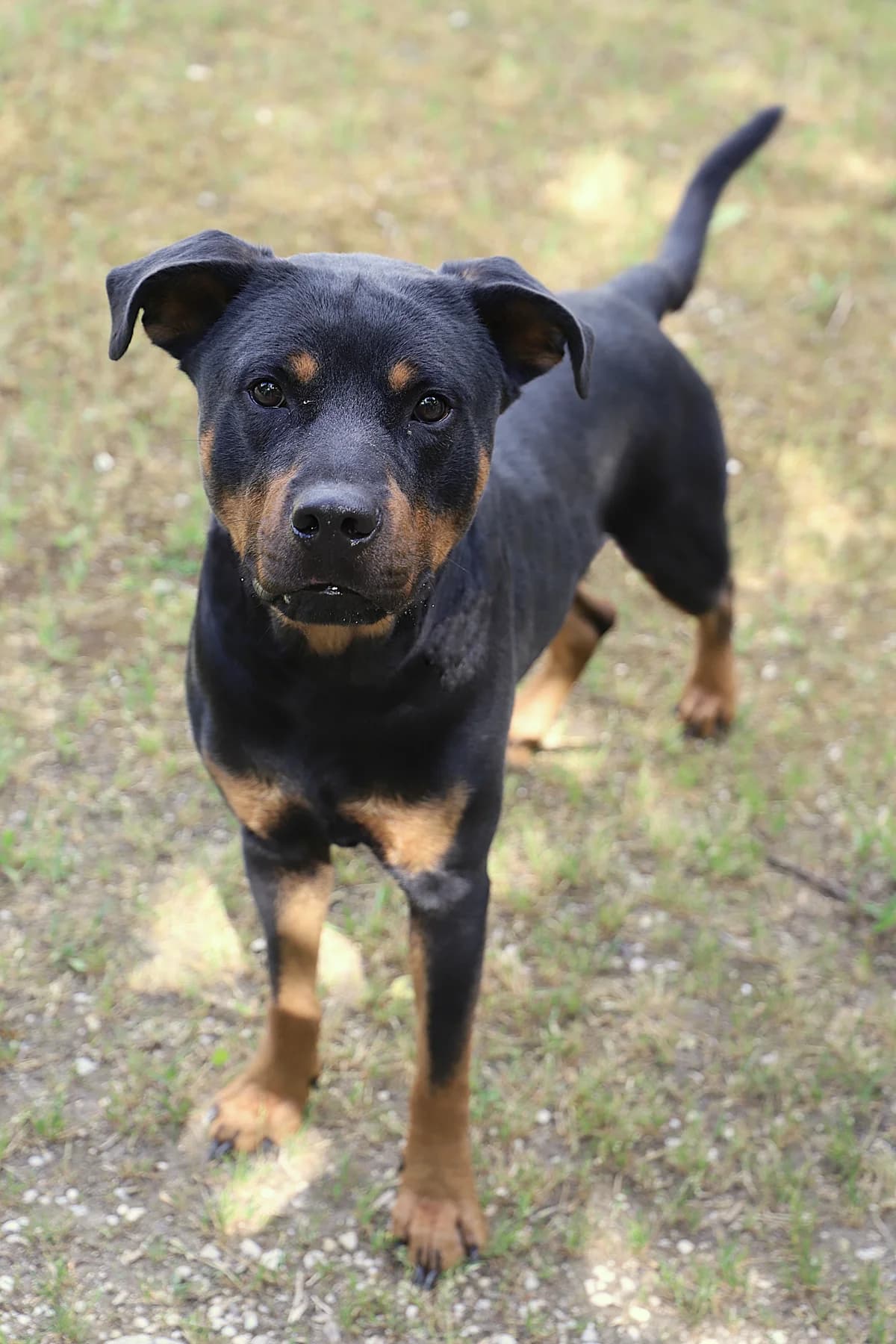 Aiko, male Mixed Breed for adoption at SPA les amis des bêtes — Refuge de Jouvence
