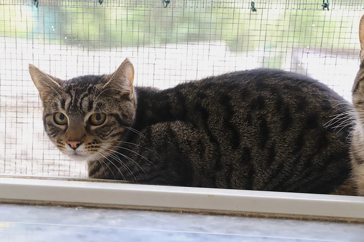 Anisette, female European Shorthair for adoption at SPA les amis des bêtes — Refuge de Jouvence
