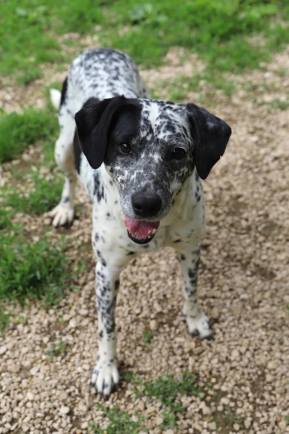 Arnoux, female Border Collie for adoption at SPA les amis des bêtes — Refuge de Jouvence