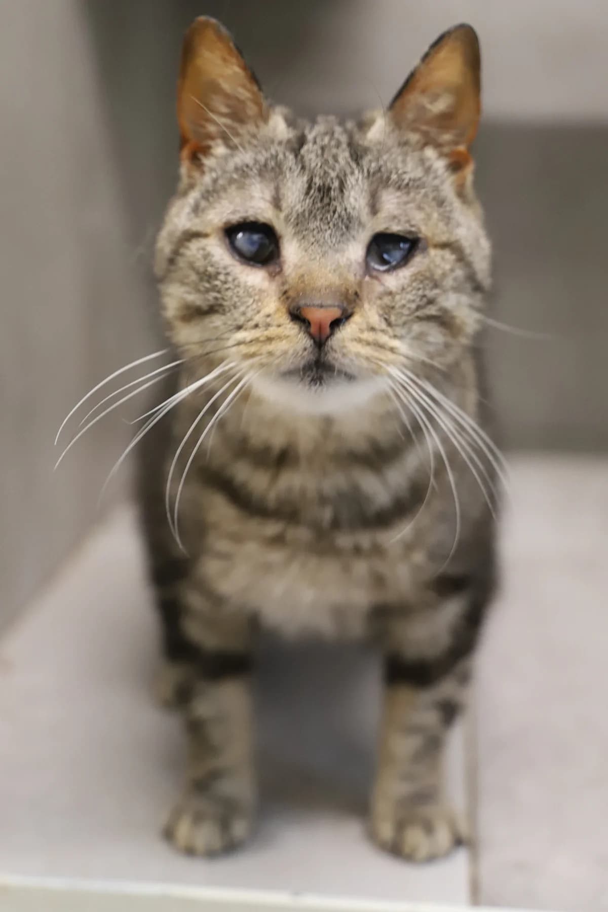 AUGUSTA, female European Shorthair for adoption at Refuge de Jouvence - SPA les amis des bêtes