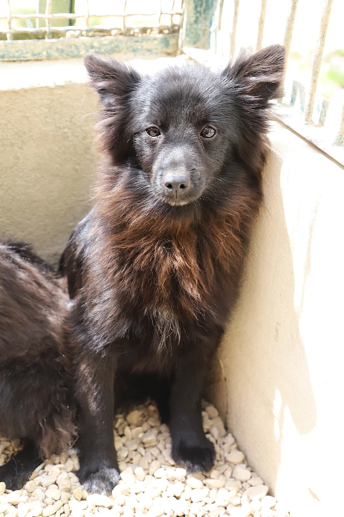 Azul, female mixed breed for adoption at SPA les amis des bêtes — Refuge de Jouvence