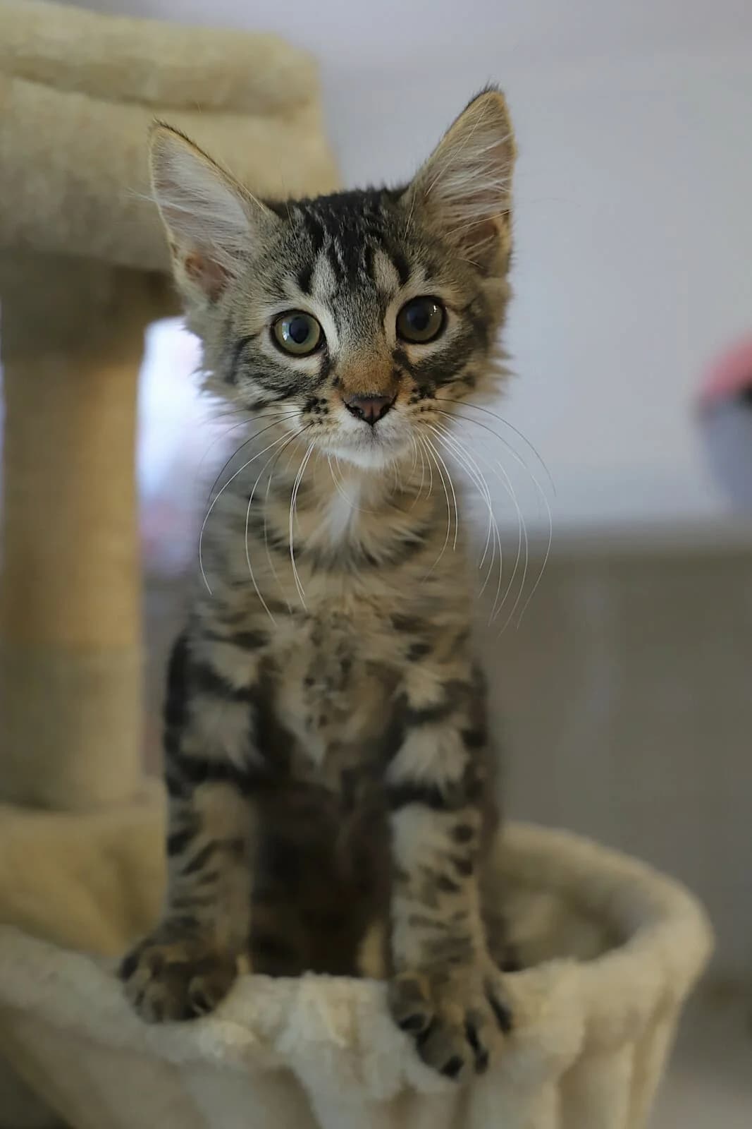 Berliozz, male European Shorthair for adoption at SPA les amis des bêtes — Refuge de Jouvence