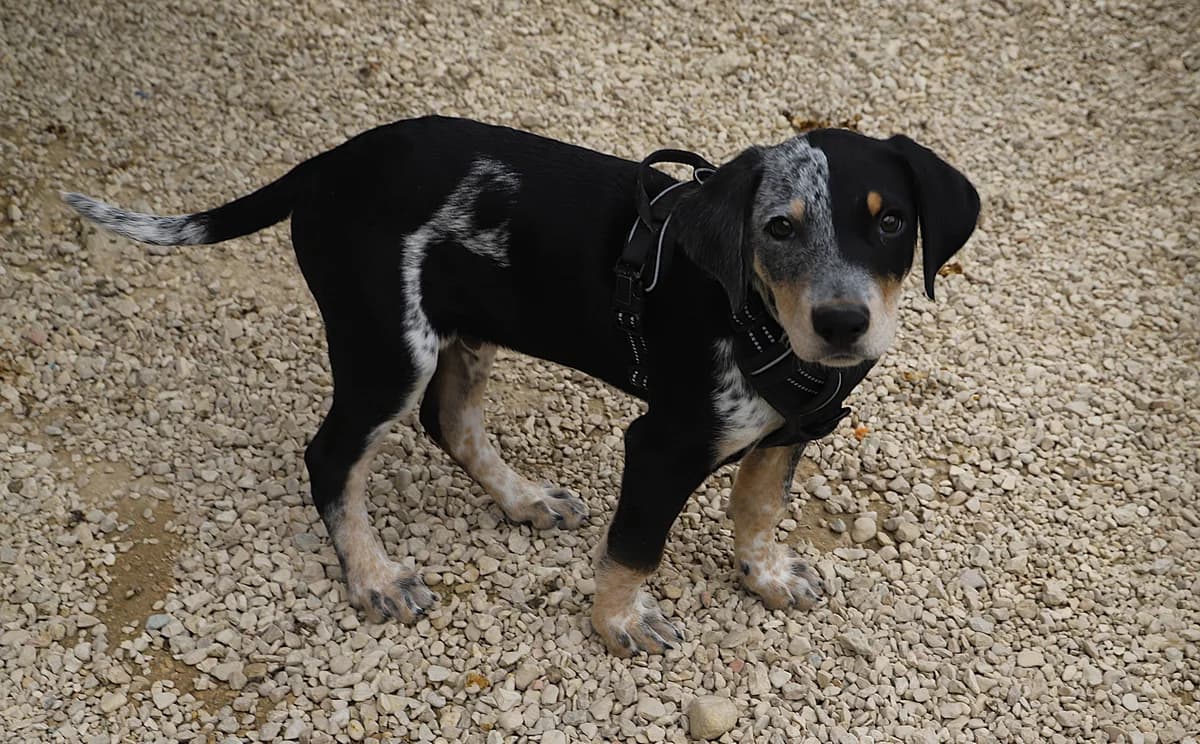 Booster, male Border Collie for adoption at SPA les amis des bêtes — Refuge de Jouvence